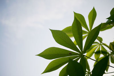 Close-up of leaves against white background