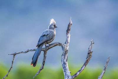 Close-up of bird perching on branch