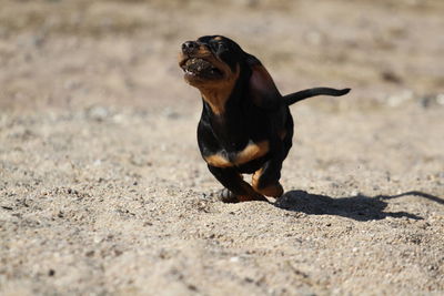 Dog looking away on sand