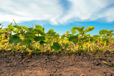 Close-up of plants growing on field against sky