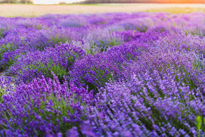 Purple flowering plants on field