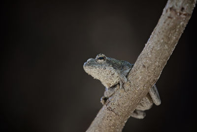 Close-up of a treefrog on branch against blurred background