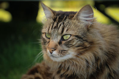 Close-up portrait of a cat looking away