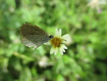 Close-up of butterfly on flower