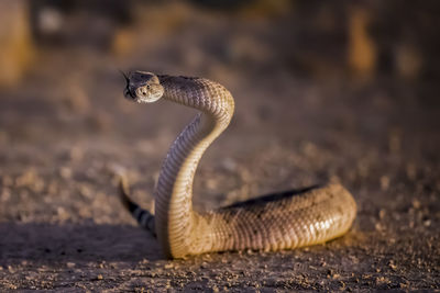 Close-up of lizard on field