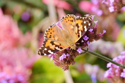 Close-up of butterfly pollinating on pink flower