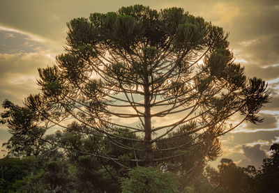 Low angle view of silhouette tree against sky during sunset