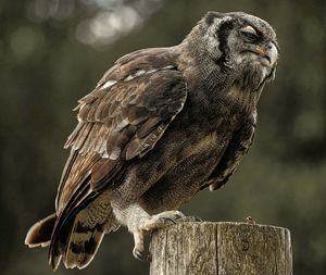 Close-up of eagle owl perching on wooden post
