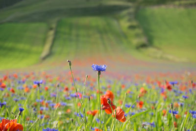 Flowers growing on field