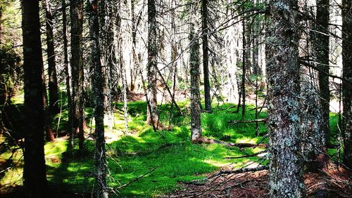 Trees growing in forest