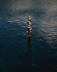 High angle view of wooden post in sea