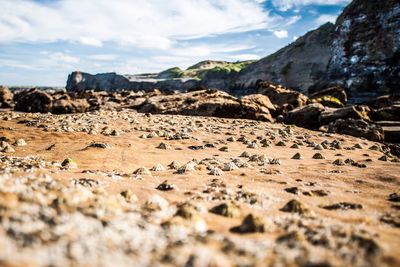 Close-up of sheep on rock against sky