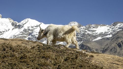 View of a yak on snow covered mountain