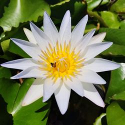 Close-up of white flower blooming outdoors