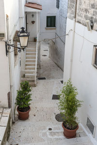 High angle view of potted plants outside building