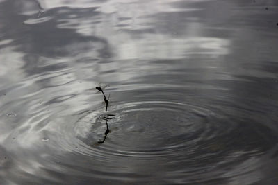 Close-up of insect in water