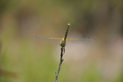 Close-up of damselfly on leaf