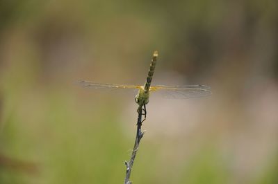 Close-up of dragonfly on twig