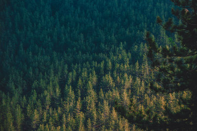 High angle view of trees in forest