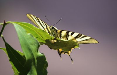 Close-up of butterfly perching on leaf