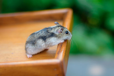 Close-up of squirrel