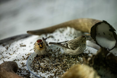 Close-up of bird