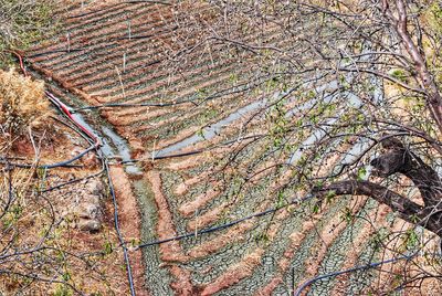 View of bare tree in forest