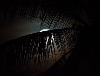 Silhouette palm trees against sky at night