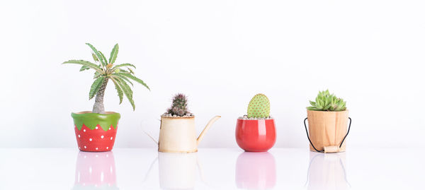 Close-up of potted plant against white background