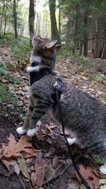 Dog in forest