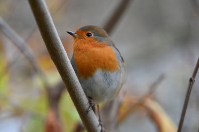 Close-up of bird perching on branch