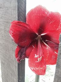 Close-up of red flowers