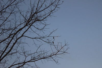 Low angle view of bare tree against clear sky