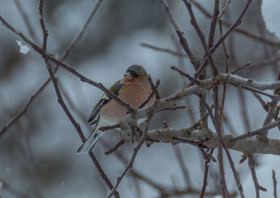 Close-up of bird perching on twig