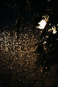 Close-up of wet tree trunk in forest