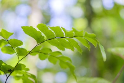 Close-up of green leaves