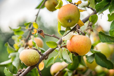 Close-up of apples on tree