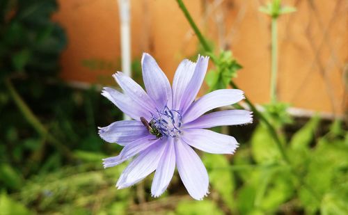 Close-up of insect on purple flower