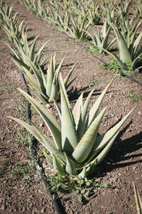 High angle view of succulent plant on field