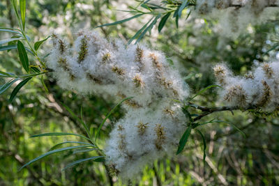 Close-up of plant growing on field