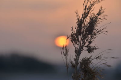 Close-up of silhouette plant against sunset sky