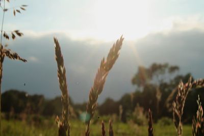Close-up of plants growing on field