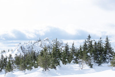 Snow covered plants by trees against sky