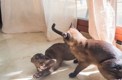 Cats fighting at home