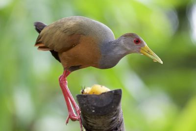 Close-up of bird eating