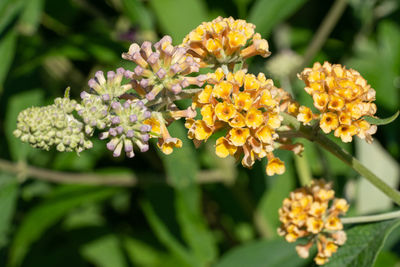 Close-up of yellow flowering plant