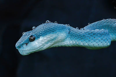 Close-up of wet turquoise snake outdoors