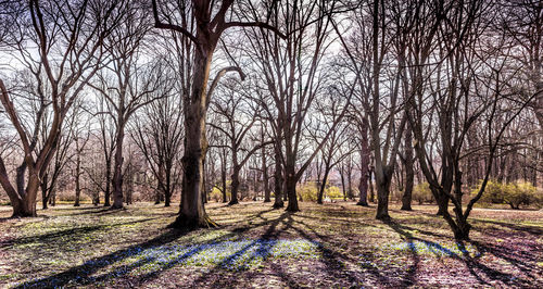 Bare trees in forest during winter