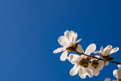 Low angle view of white flowering against clear blue sky