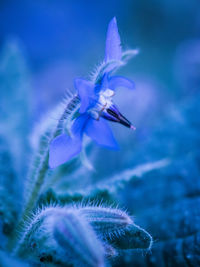 Close-up of purple flowering plant